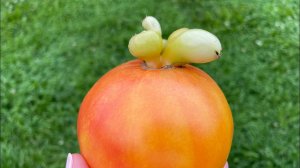 Видео привет 06.08.21. Как дела в деревне? Как выросла корневая петрушка? Что на ужин