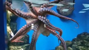 Учим Животных Корова Лошадь Акула Слон Развивающие Мультики для Детей