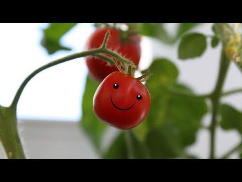 Семена ТОМАТОВ на 2025г. Проверенные и новинки, от каких сортов отказалась. смотреть онлайн