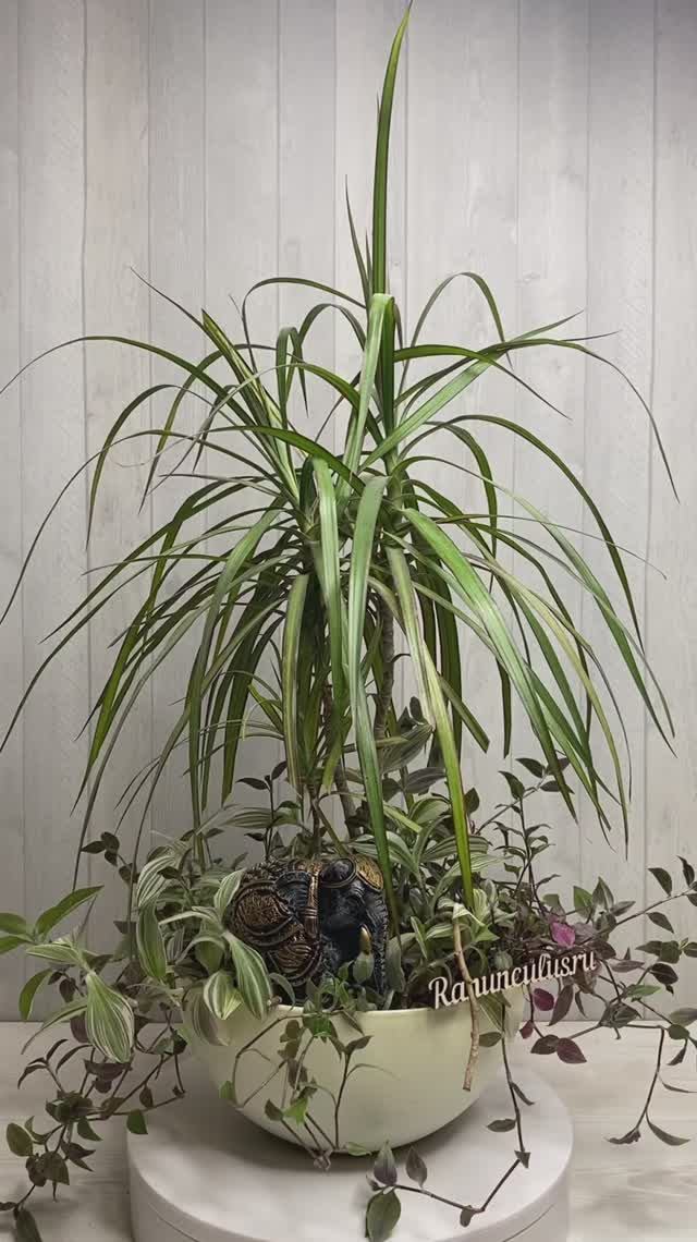 Композиция с комнатной юккой смотреть онлайн