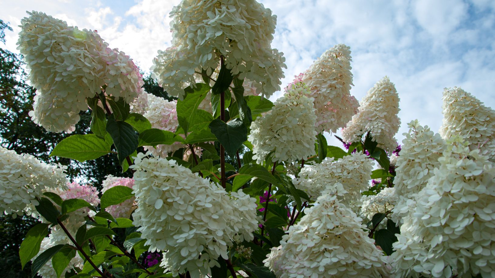 Когда лучше обрезать гортензии? Скоро начнет таять снег смотреть онлайн