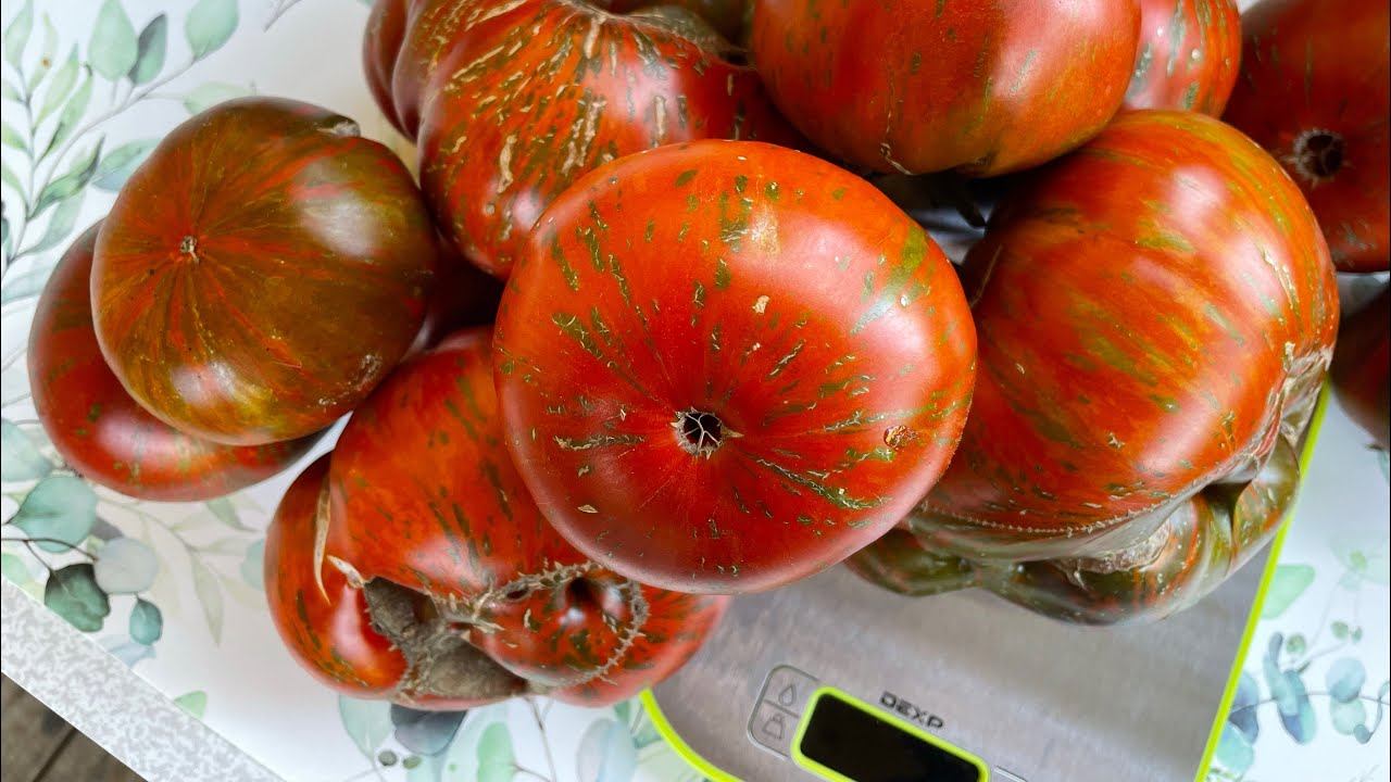 Томат Амутрский тигр! БИТВА ГИГАНТОВ смотреть онлайн