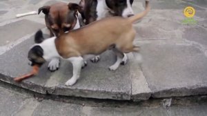 Тайная жизнь питомцев. Анонс. Канал В Мире Животных