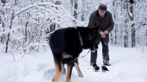 Зимнее утро