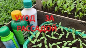 Уход за рассадой. Чем подкармливать и как поливать- полезные советы.