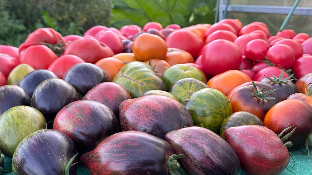 15.08.25 обзор огорода, сбор крупноплодных томатов смотреть онлайн