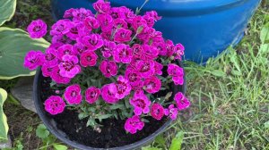 Проверили лес) переделала клумбу. Как развиваются цветы.