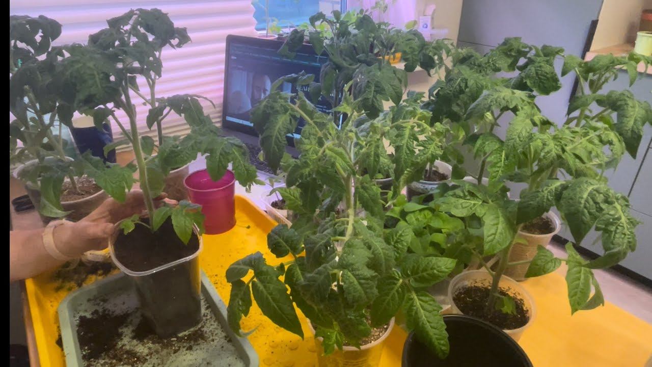 06.04.24 Рассада, пикировка и перевалка томатов смотреть онлайн