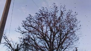 Скворцы на дереве VID_20260128_161335