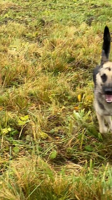 ВЕО Валентлайф Мэгги 7 лет и учит собачей борьбе Валентлайф Шэрри 15 мес - №7