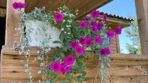 18.07.21 короткий обзор, что собрала в теплице утром? торопимся домой