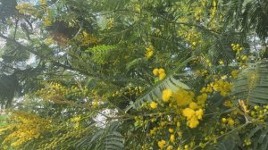 В Сочи аномально рано зацвела мимоза