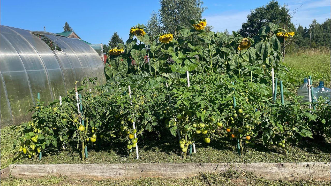 05.08.23 Влог. Самый вкусный помидор, дела садовые. смотреть онлайн