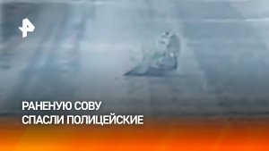 Раненую сову спасли полицейские в Иркутской области