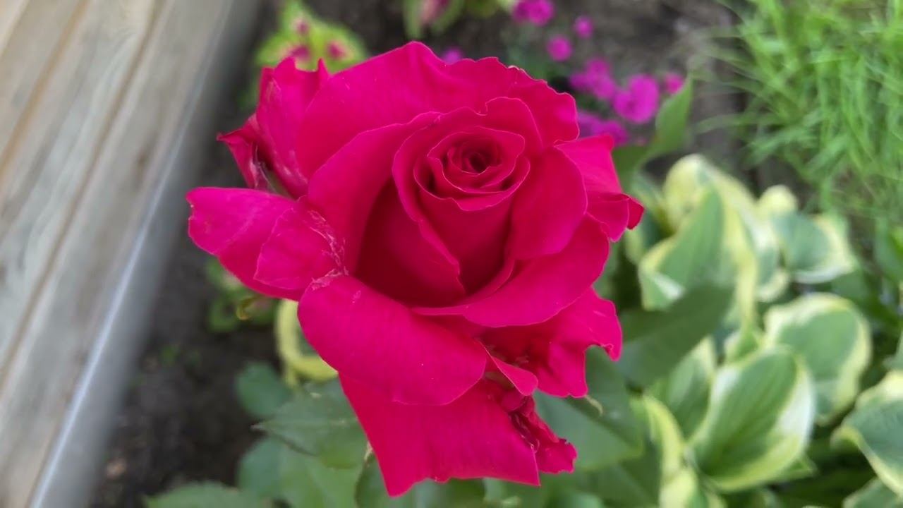 09.07.22 дачный влог, стригу петунии, вожусь с цветами. Жара. смотреть онлайн