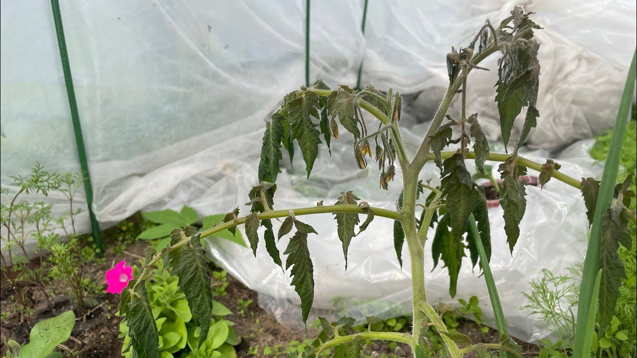 04.05.24 Влог: в доме засохли, в теплице замёрзли! Стригу петунии, дела огородные. смотреть онлайн