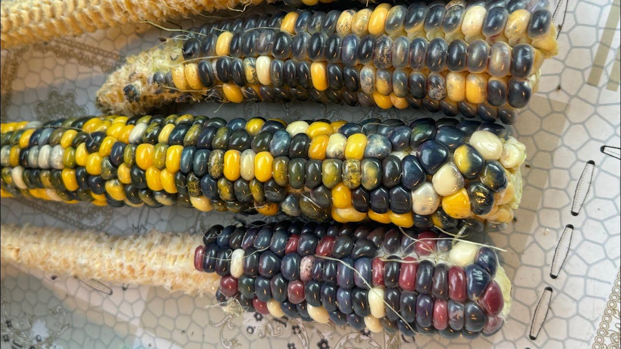 30.08.24 через неделю на огород! Ревизия, планы смотреть онлайн