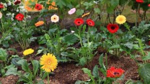 ГЕРБЕРА из семян:посев в ЯНВАРЕ