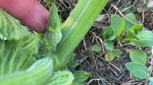 Влог 24.96.22 как все изменилось за неделю, яблони погибли.. почему?