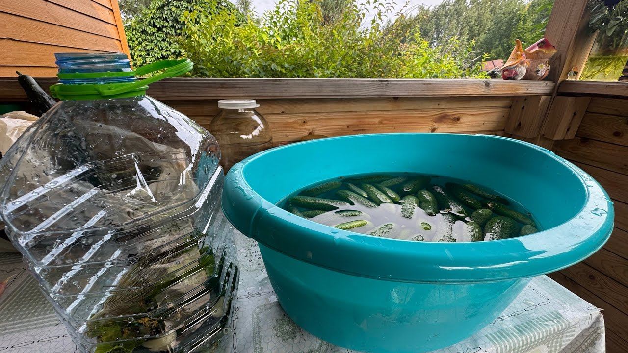 09.08.25 огурцы наквасила, лук обработала, июльские посевы колосятся смотреть онлайн