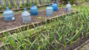 Влог 27.05.22 Огурцы посадила, чеснок подкормила, пашем.