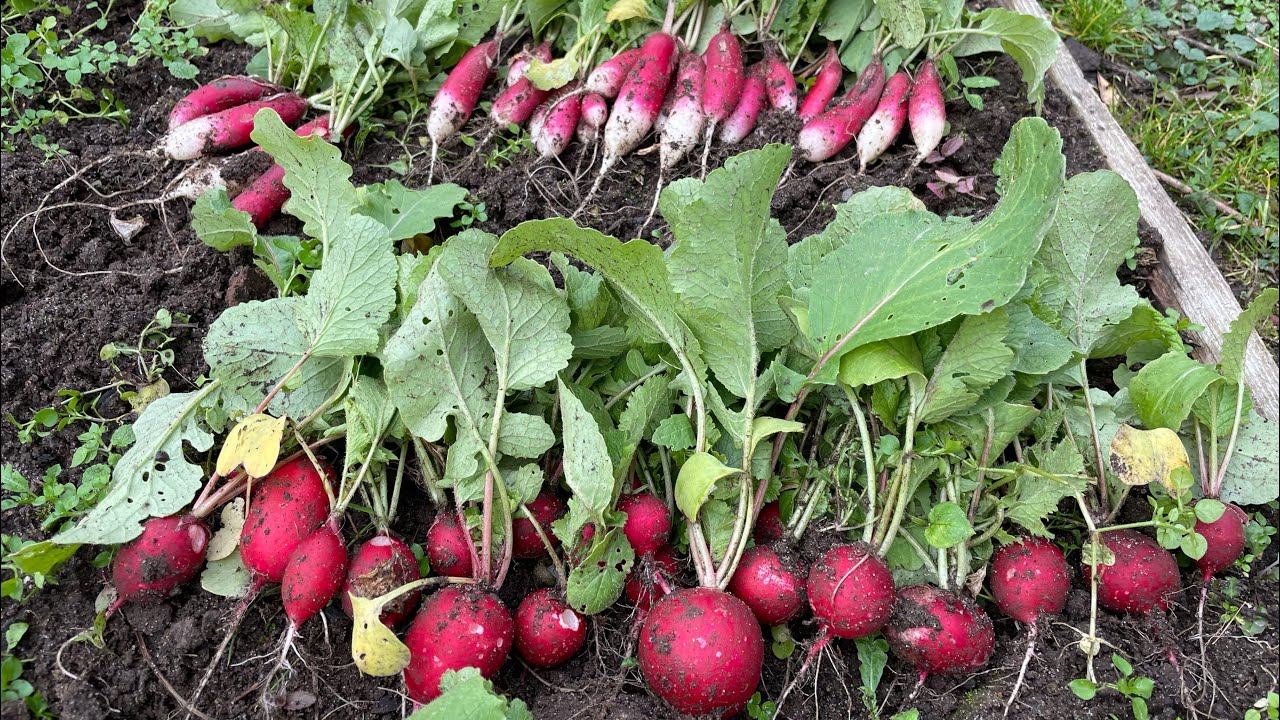 15.10.22 урожай. Дачный влог: белые сушу, розы уложила, урожай редиски! смотреть онлайн
