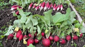 15.10.22 урожай. Дачный влог: белые сушу, розы уложила, урожай редиски!