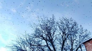 Скворцы на дереве VID_20260128_161514