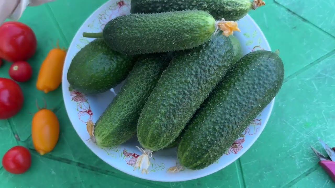 05.07.24 ТО ЖАРА, ТО ЛИВЕНЬ... Огород спустя неделю. смотреть онлайн