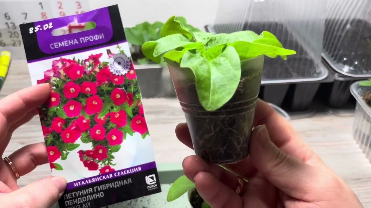 ПЕТУНИЯ перевалка, вершки и корешки отщипнуть! смотреть онлайн