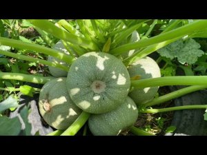 Влог 25.07.21 сажаю огурцы:) урожай и небольшой обзор перед отъездом