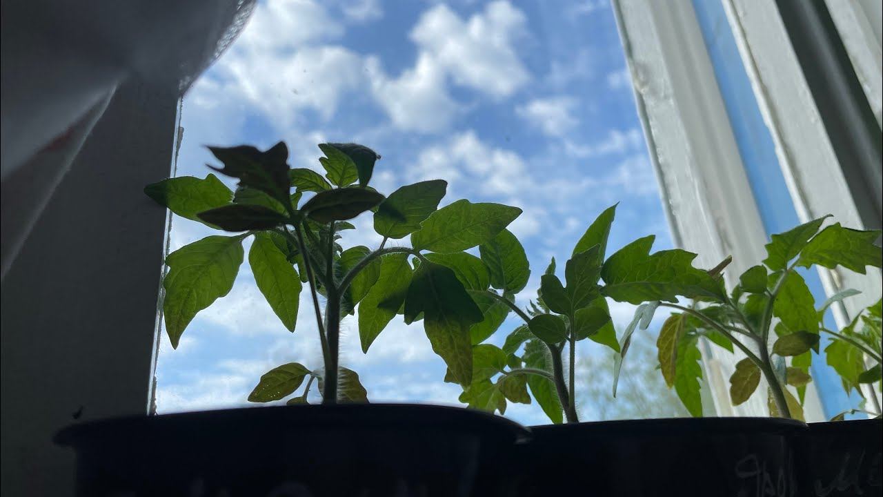 13.05.23 Влог. Сажаю томаты, что в лунку? смотреть онлайн