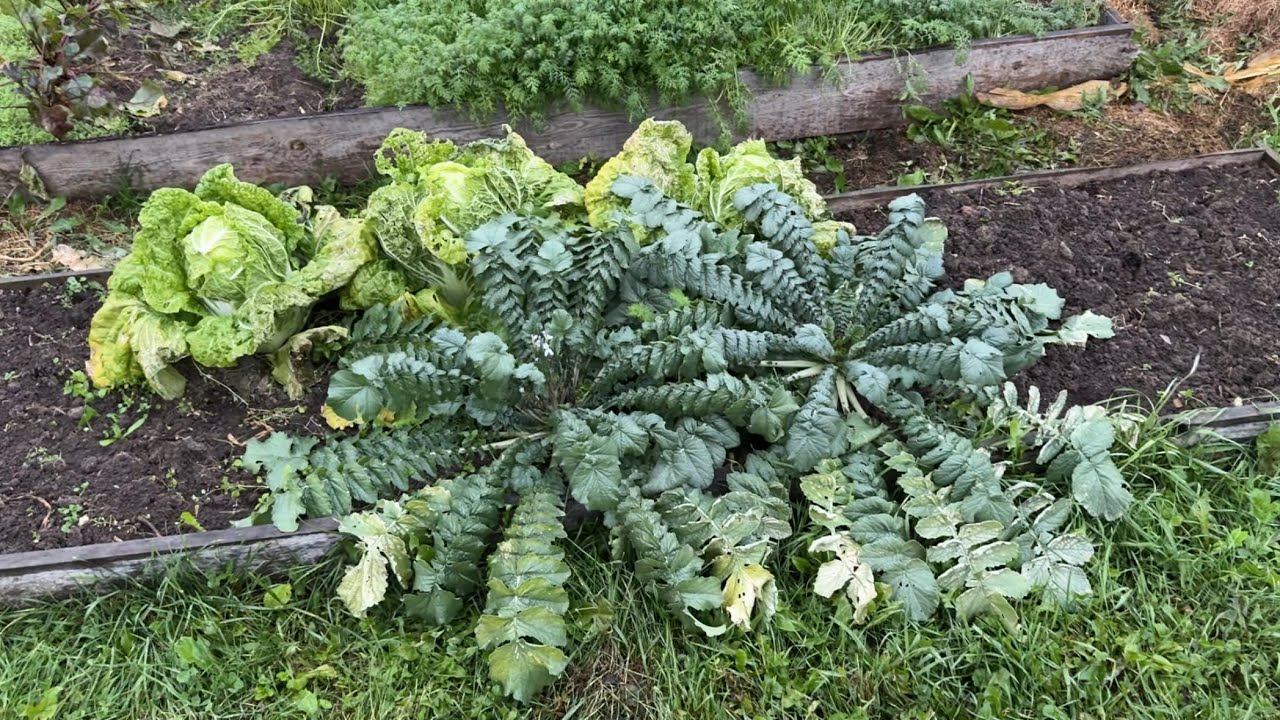 27.09.24 На огороде после заморозка, план работ на субботу смотреть онлайн