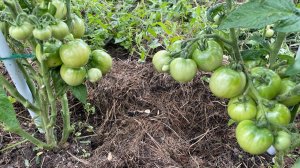 Сбор перых ТОМАТОВ и профилактика ФИТОФТОРЫ