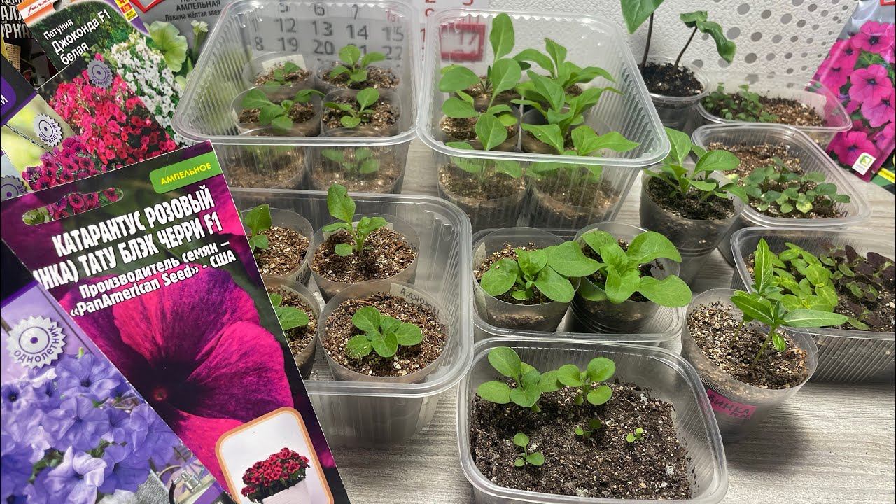 17.03.24 Часть3 Рассада: ЦВЕТЫ петунии 1месяц от посева, Виолы, колеус, кобея, мезембриантемум смотреть онлайн