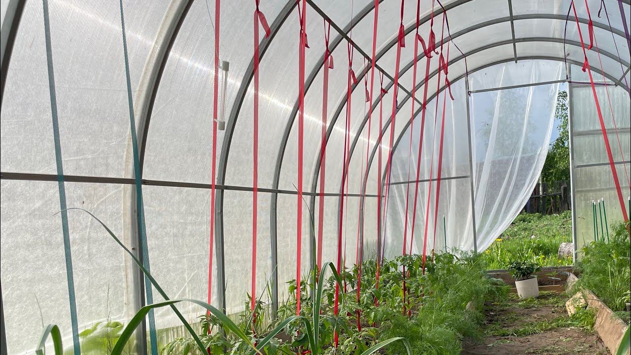 Мои ОВОЩИ на 25.05.23. Первая ЗАЩИТА. что успела сделать в отпуске смотреть онлайн