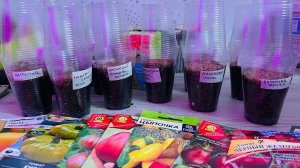 Сею ТОМАТЫ! Быстро! После работы