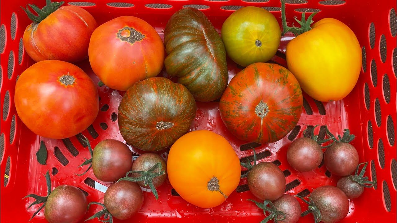29.07.23 Первый мини урожай томатов, что от фитофторы, корейский кабачок и дождливые выходные! смотреть онлайн