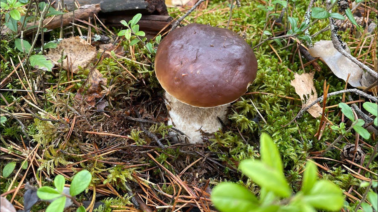 14.10.22 БЕЛЫЕ в лесу! Дачный влог: готовлю клумбы к зиме, посадила луковичные смотреть онлайн