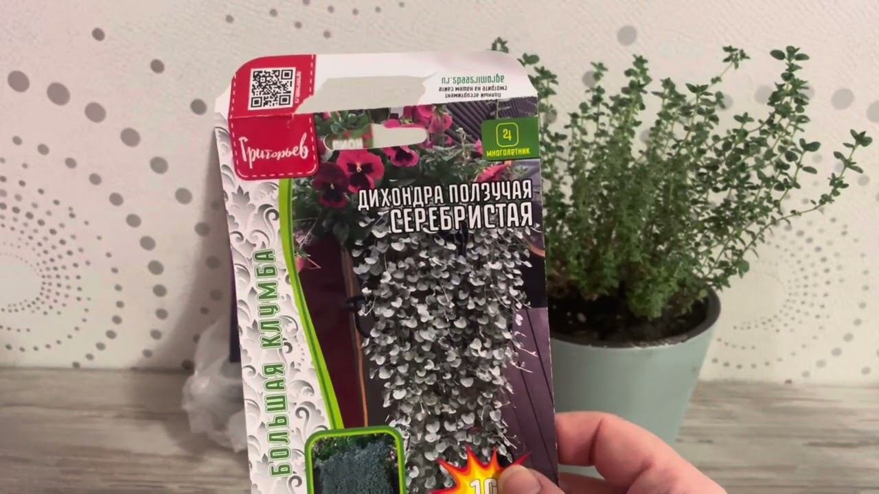 Рассадные заботы ч.2 Что растет и взошло. ДИХОНДРА ПОДВЕЛА смотреть онлайн