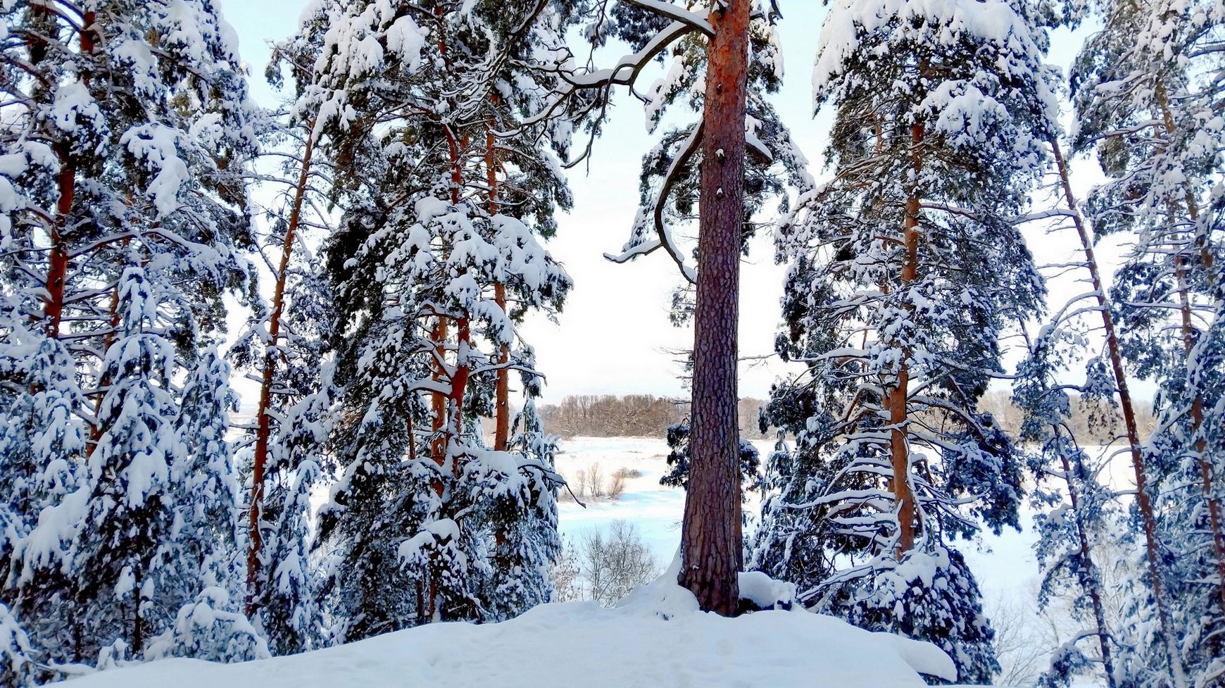 КОРАБЕЛЬНЫЙ ЛЕС СОЛОТЧИ