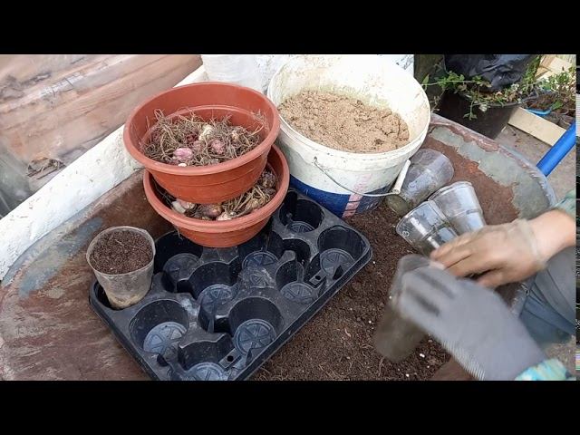 Осенняя посадка лилий для доращивания и для продажи летом.