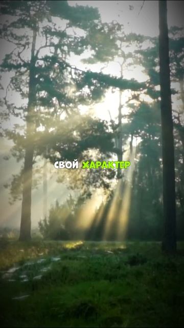 Запомни это смотреть онлайн