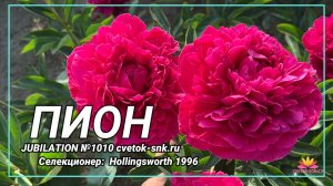 Травянистый гибрид "JUBILATION"/Сад Ворошиловой