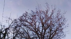 Скворцы на дереве VID_20260128_161407