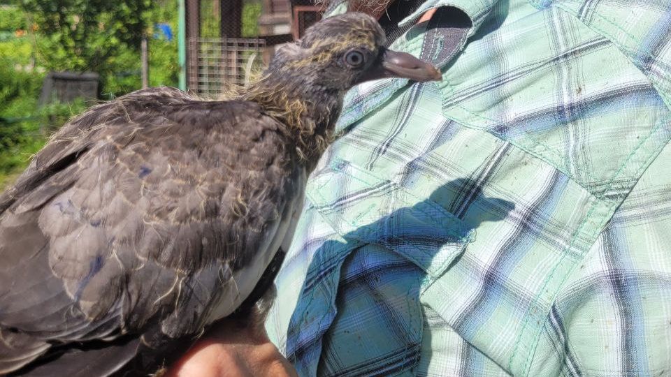 История птенца -  ( "Птеродактиля") Вяхиря/Вытютьня /Часть 2./ Учимся кормить, учимся есть и пить.