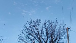 Скворцы на дереве VID_20260128_160922
