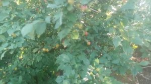 VID_20250701_163738-2