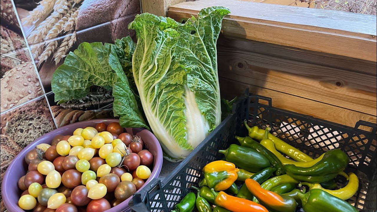 6.10.23 Влог. Чеснок посадила, снег! Последний урожай. смотреть онлайн