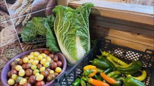 6.10.23 Влог. Чеснок посадила, снег! Последний урожай.